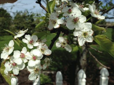 Pear Trees Blooming 5/3/14