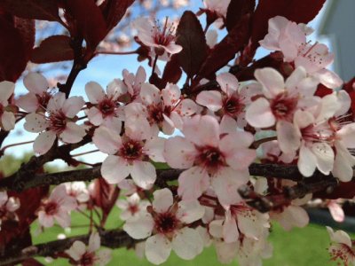 Plum tree Blooms