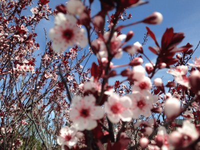 Plum tree in bloom