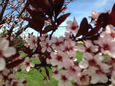 plum tree