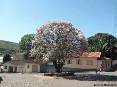 - ipe cor de rosa,(cidade PoÃ§o Fundo m.g)