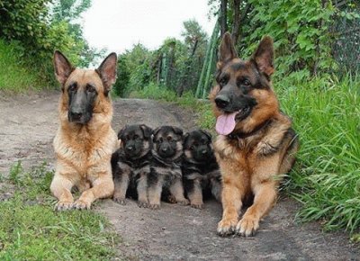 - familia de cÃ£es