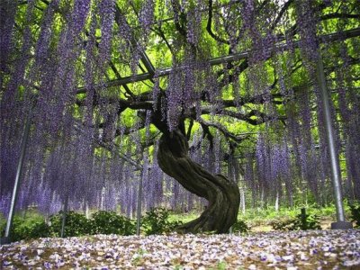 Purple Hanging Wisteria Garden