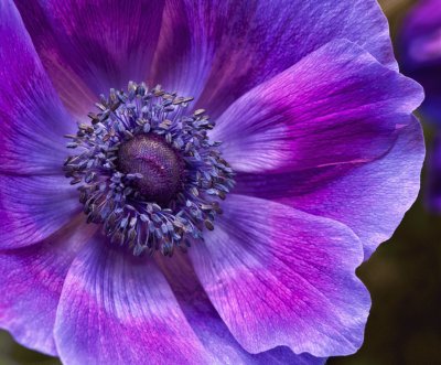 Gorgeous Purple Flower