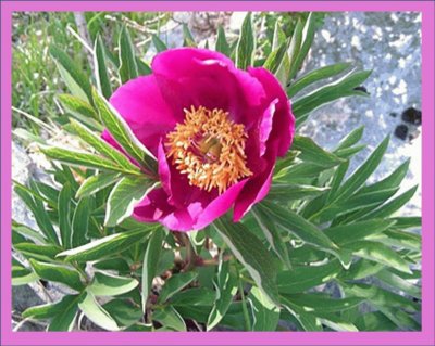 PeonÃ­a (Paeonia officinalis)