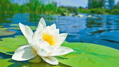 פאזל של flor de loto