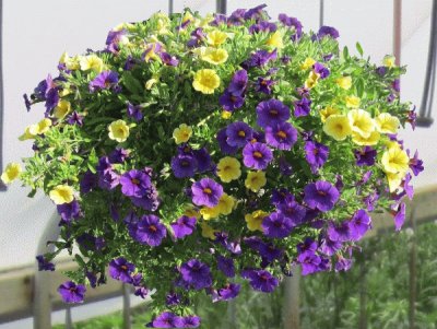 Hanging Basket of Mini Petunias