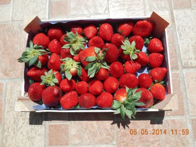 fragole