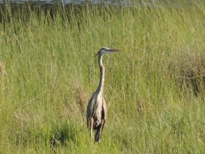 Blue Heron