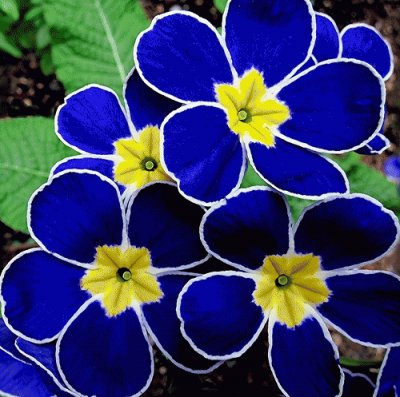 Polyanthus