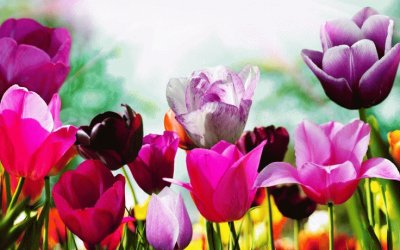 Tulips in Spring