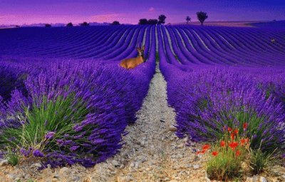 Lavender fields Provence