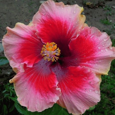 Valentine Hibiscus