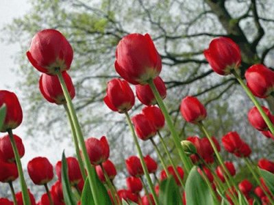 tulipas por talo