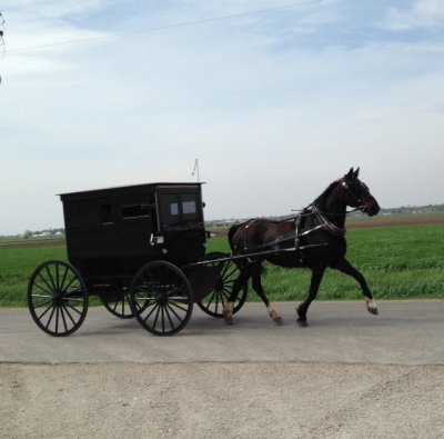 Amish Horse   Buggy