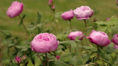 roses anciennes