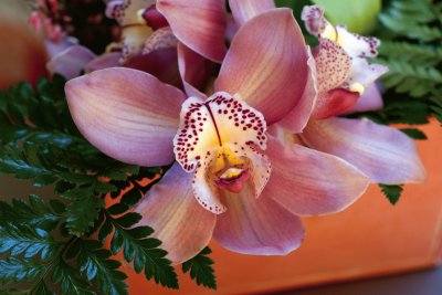 Tiger Orchid