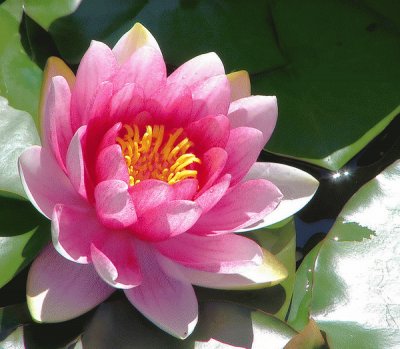 Beautiful Waterlily