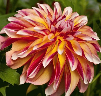 Caribbean Dahlia