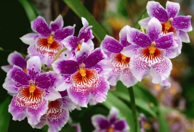 Beautiful Orchids