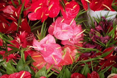 Anthurium Flowers