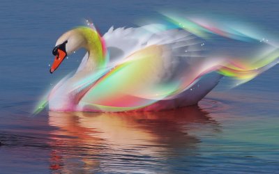 Beautiful Swan