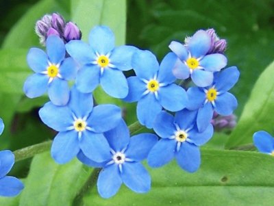 myosotis