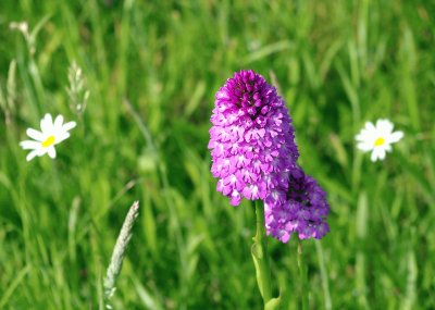 wild flowers Normandy