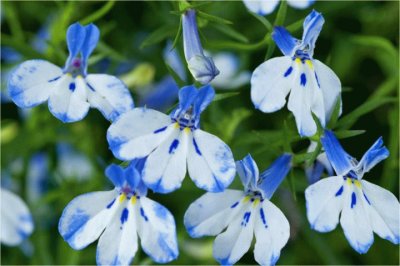 lobelia