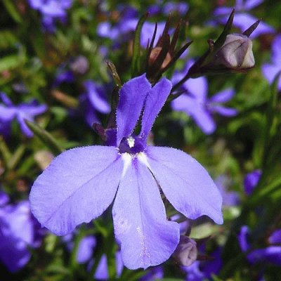 lobelia