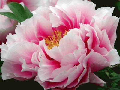 Japanese Tree Peony