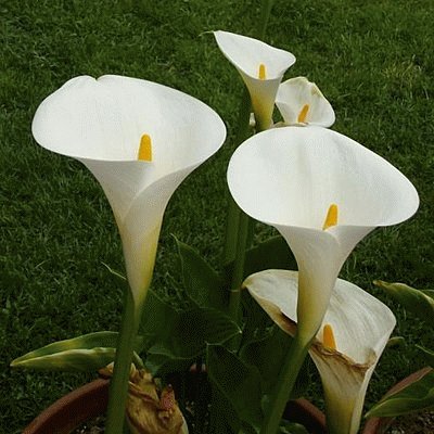 arums