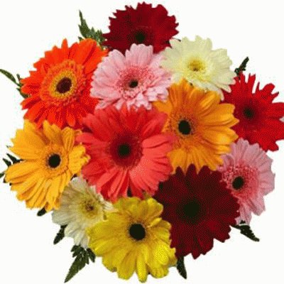 Bouquet de gerberas