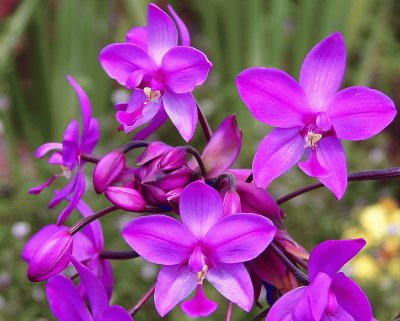 fleurs: OrchidÃ©e Spathoglottis plicata