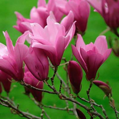 fleurs: magnolia