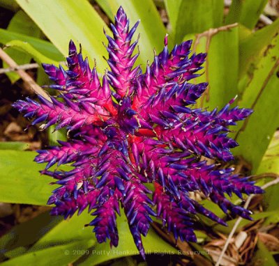 fleurs: bromelia