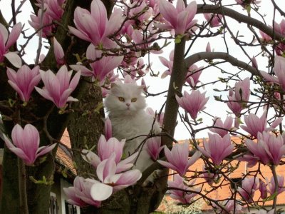 fleurs:  magnolia