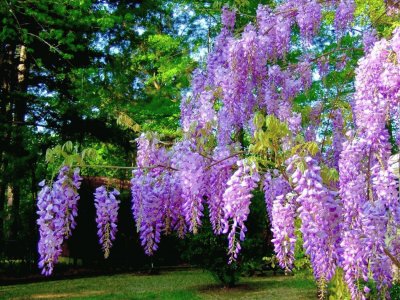 fleurs: glycine