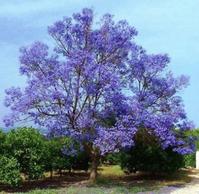 - jacarandÃ¡ imponente