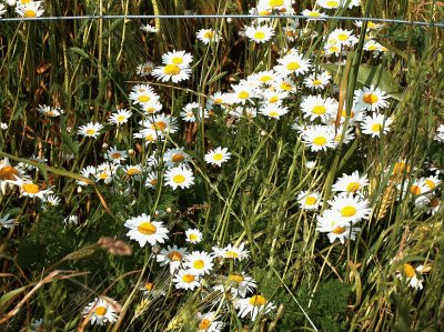 wild flowers Normandy