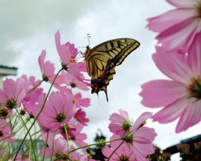 Mariposa