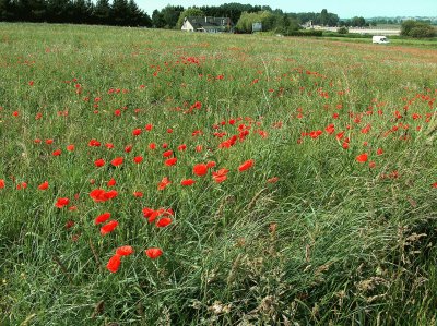 Poppies