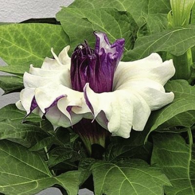 Datura Ballerina