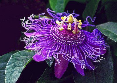 Passiflora