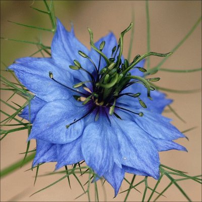 Nigella Damascene