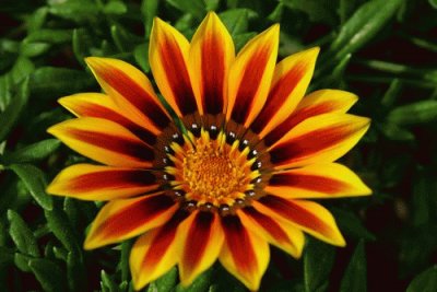 gazania