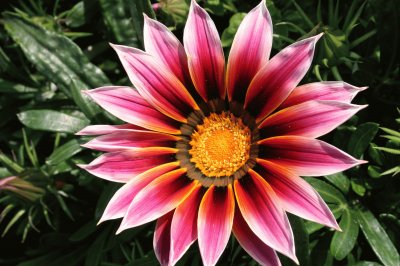 gazania