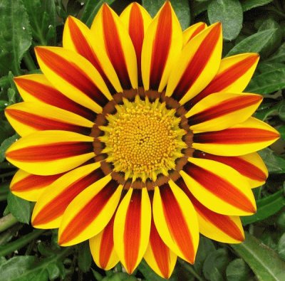 gazania