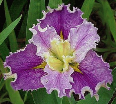 Iris Flower