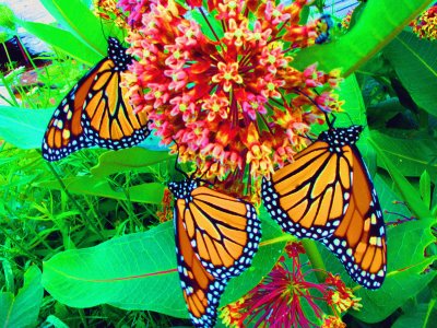 Butterfly with Flower